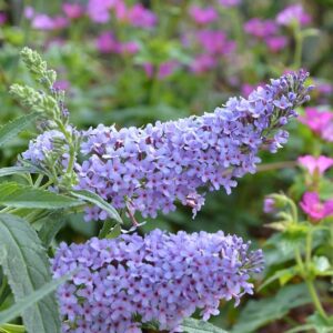 budleja davido sky blue