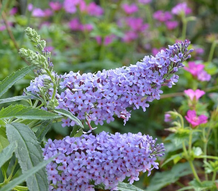 budleja davido sky blue