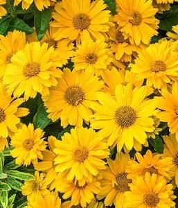 sole doppio saulakis heliopsis