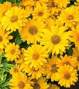 sole doppio saulakis heliopsis