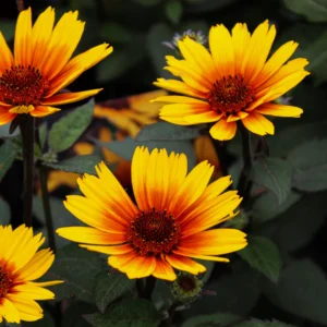 sole scuro heliopsis