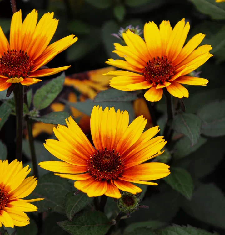 sole scuro heliopsis