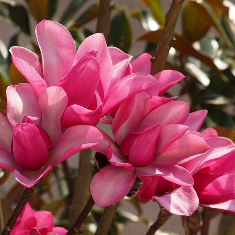 magnolija royal splendor