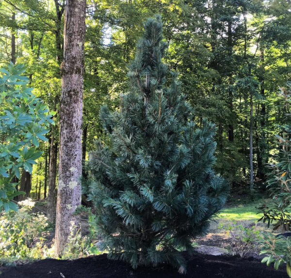 Pušis lanksčioji "Vanderwolf's Pyramid" - Image 2