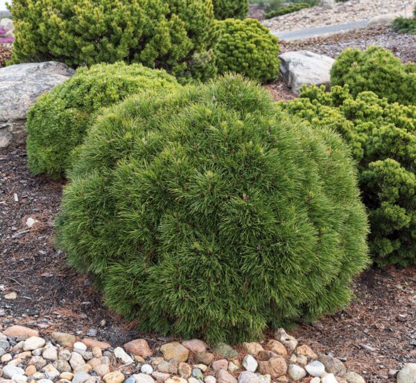 Pušis kalninė "Varella" - Image 2