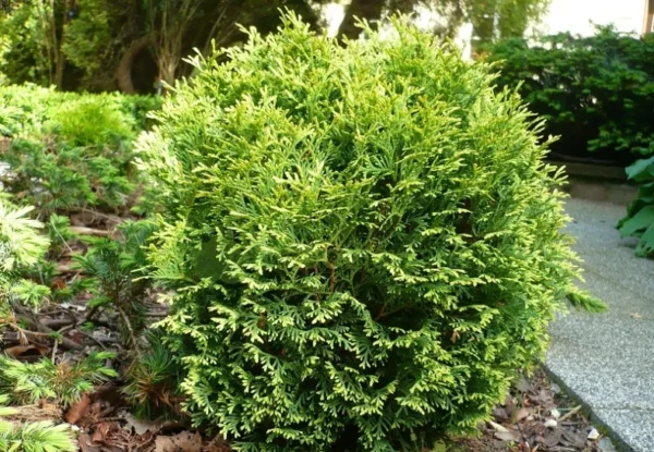 Tuja vakarinė "Waterfield" - Image 2