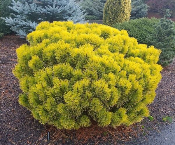 Pušis kalninė "Winter Gold" - Image 2