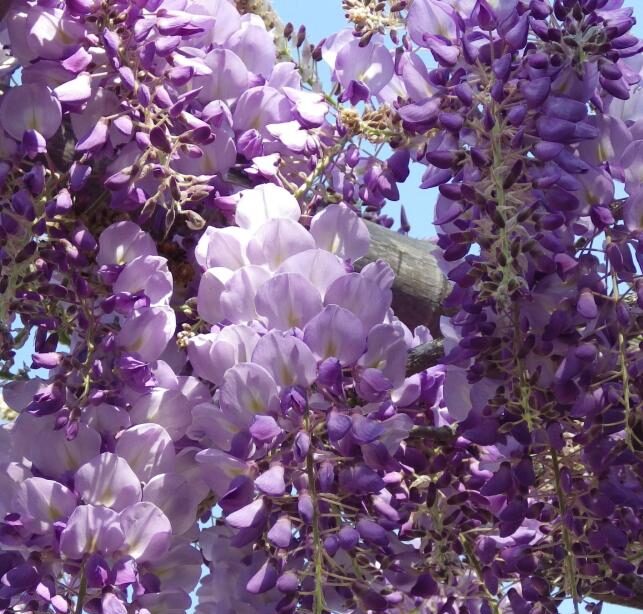 visterija iko yama fuji