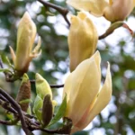 Magnolijos