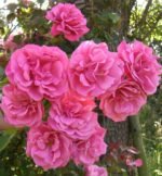roze Etude