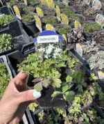 anemone sylvestris