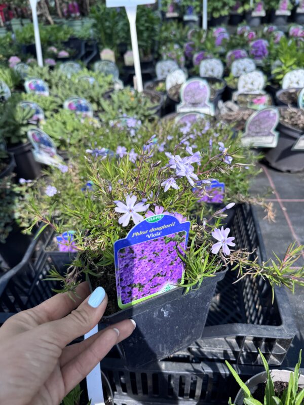 flioksas viola