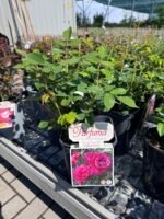 roze carmen wurth