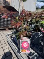 roze nostalgie