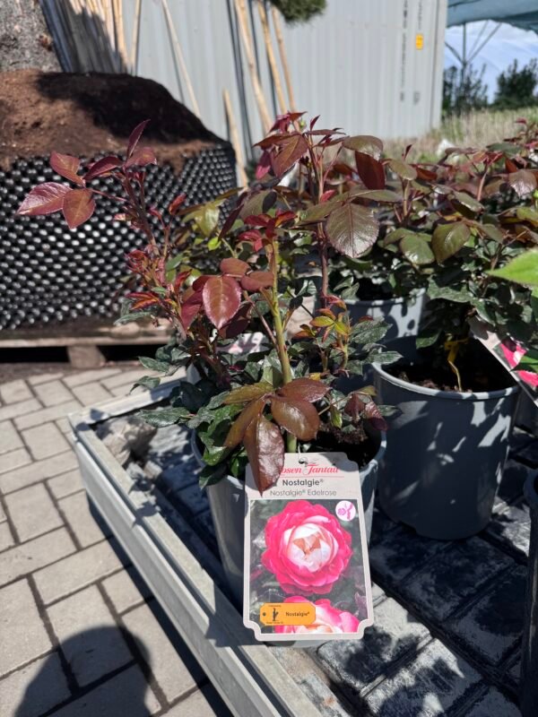 roze nostalgie