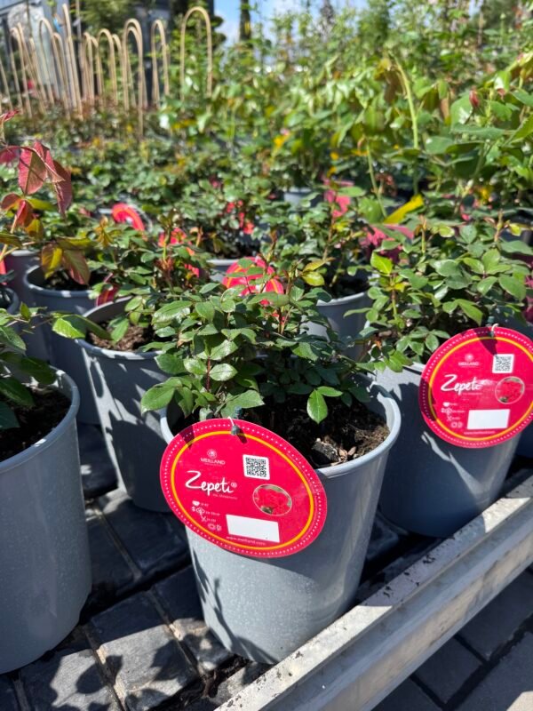 roze zepeti
