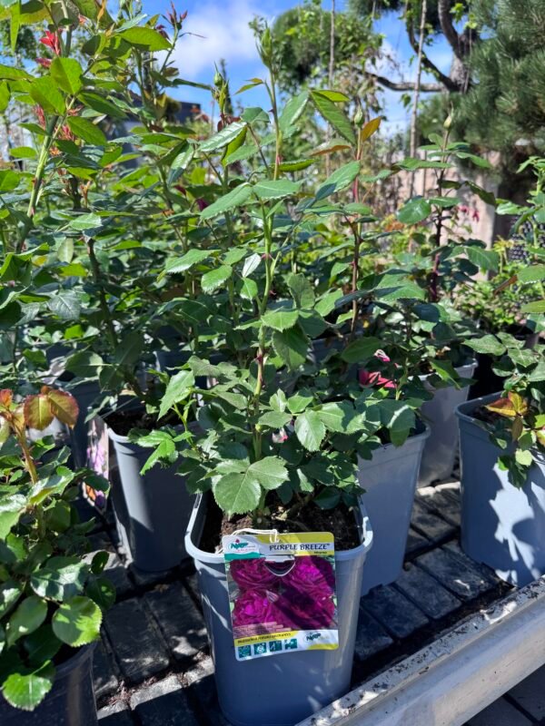 roze purple breeze