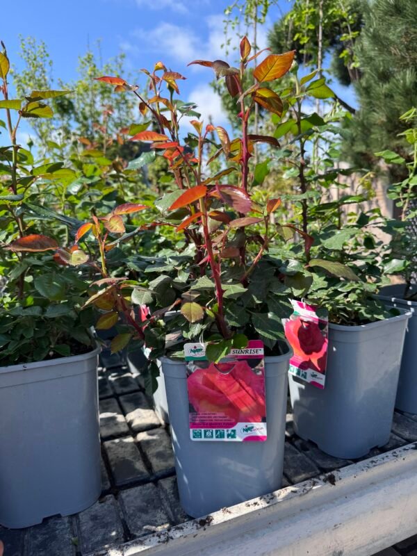 roze sunrise