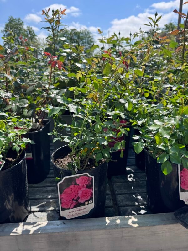 roze bad Birnbach