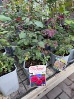 roze grafin diana