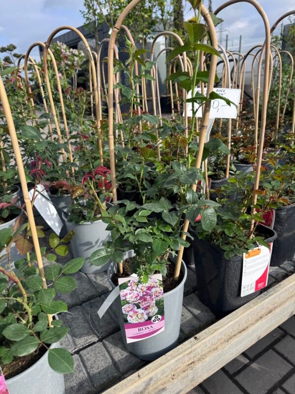 roze vanille fraise