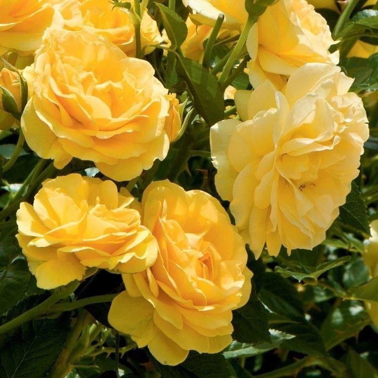 roze absolutely fabulous