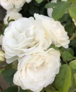 roze baby schneewittchen