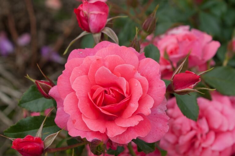 roze bad birnbach