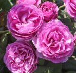 roze carmen wurth