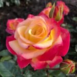 roze casino