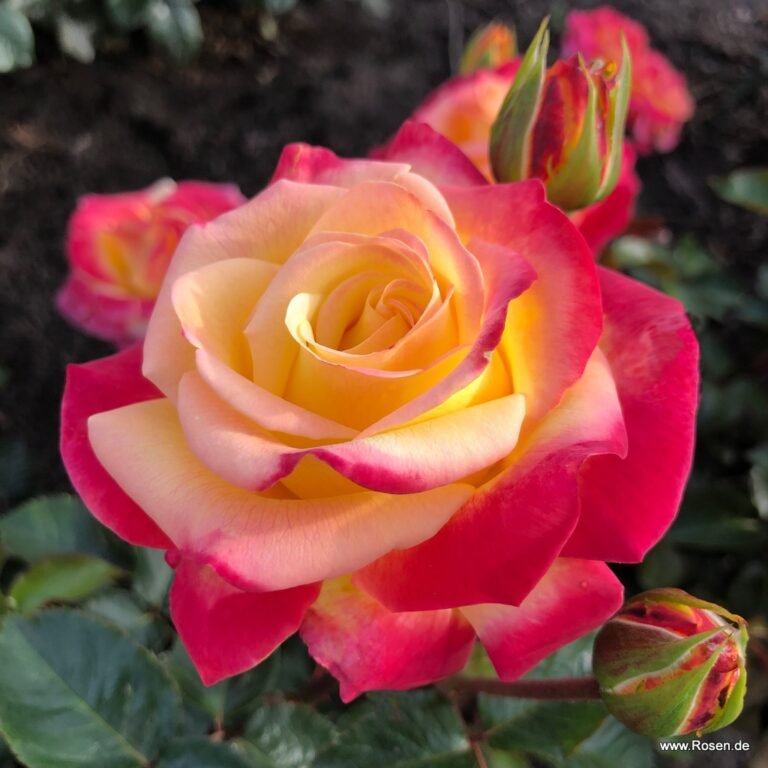 roze casino