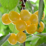 tresne donissena