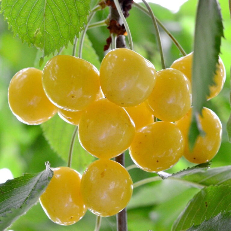 tresne donissena