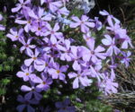 flioksas viola
