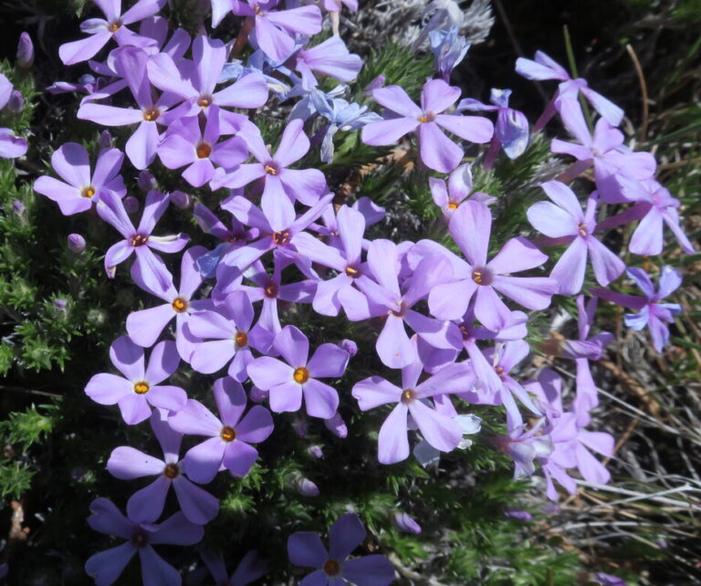 flioksas viola