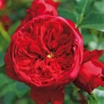 roze Florentina