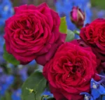 roze grafin diana