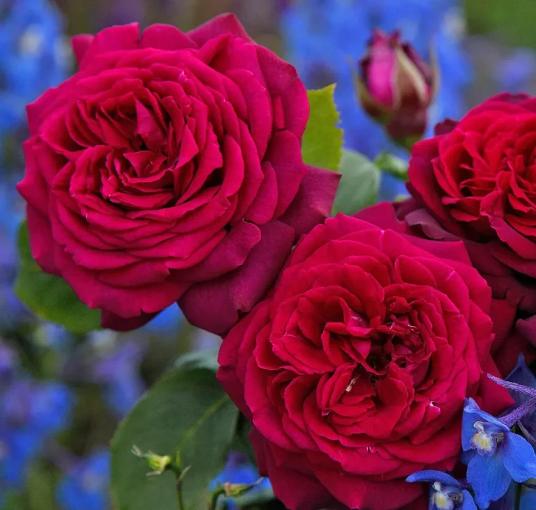 roze grafin diana