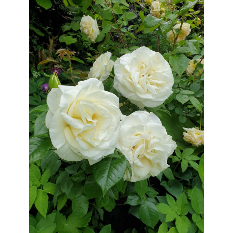 roze grazka