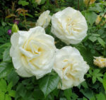 roze grazka