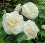 roze grazka