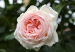roze gruaud larose