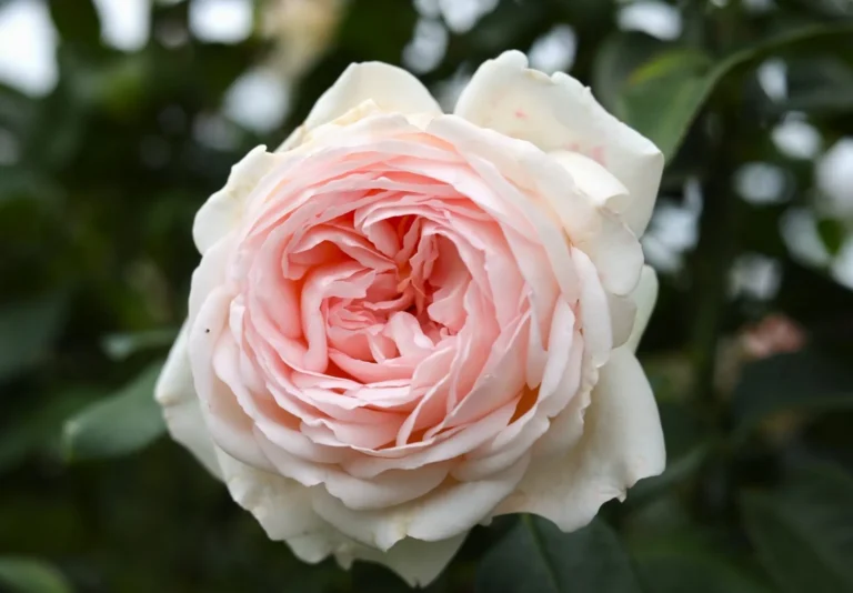 roze gruaud larose