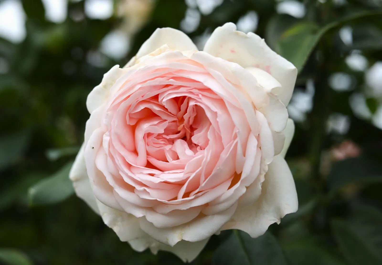 roze gruaud larose roze gruaud larose