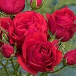 roze manora