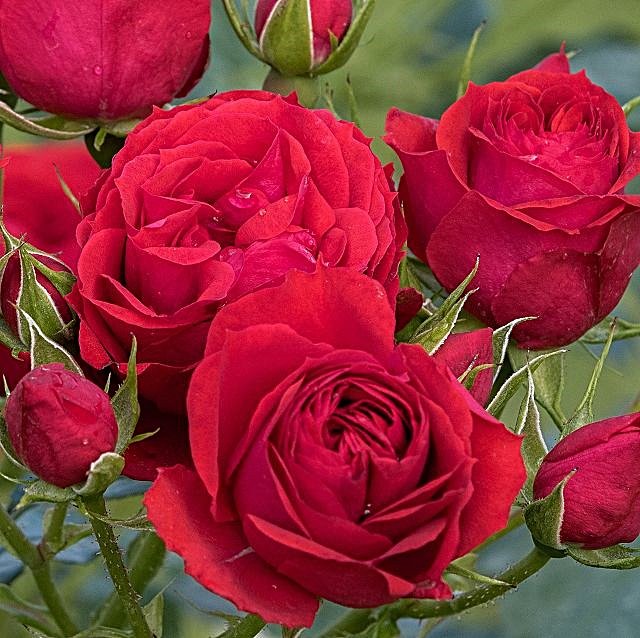 roze manora