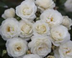 roze midsummersnow