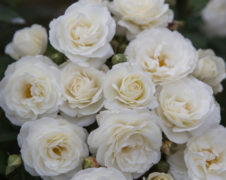 roze midsummersnow