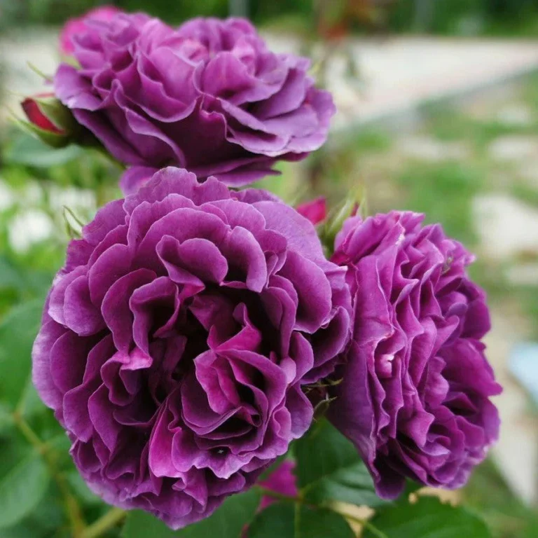 roze minerva