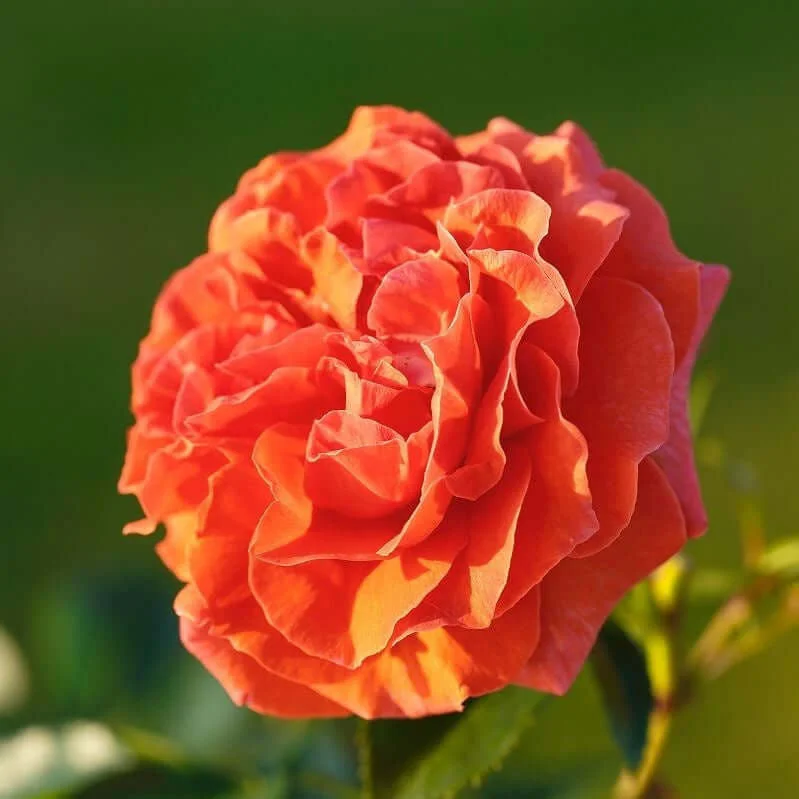 roze naranga roze naranga